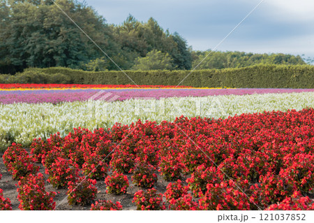 【中富良野町　ファーム富田の花畑】 121037852