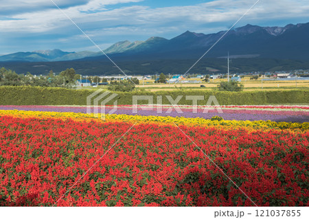 【中富良野町　ファーム富田のサルビア花畑と十勝岳連峰】 121037855
