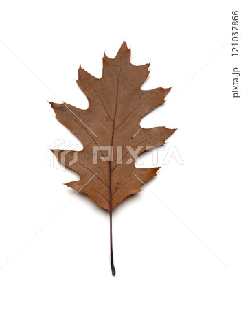 Single dry autumn fallen oak leaf isolated on white background Single dry autumn fallen oak leaf isolated on white background 121037866