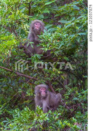 ヤクザル　警戒　世界自然遺産屋久島(秋 121037874