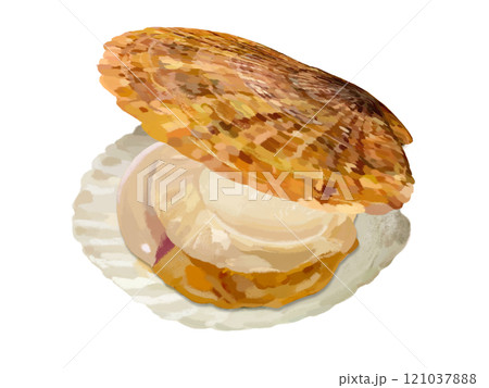 ホタテ(オス)むき身、貝皿上下 ホタテ(オス)むき身、貝皿上下 121037888