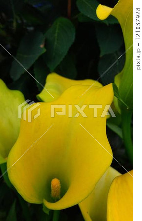 黄色い花 黄色い花 121037928