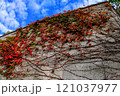 紅葉した木々 121037977