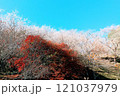 山桜 121037979