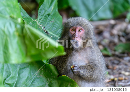 ヤクザル　採餌中　世界自然遺産屋久島(秋 121038016