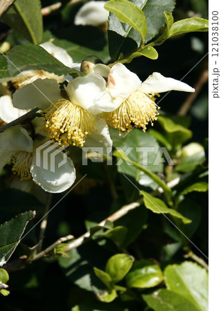 初冬11月の日差しを浴びて咲く白いお茶の花 初冬11月の日差しを浴びて咲く白いお茶の花 121038100