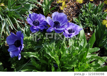 アネモネ 121038398