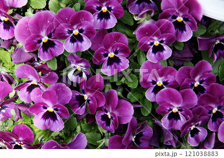 ビオラの花 121038883