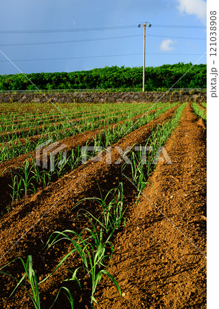 サトウキビ畑　南国の風景 121038908