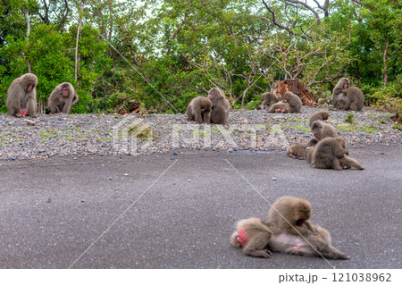 ヤクザルの群れ 毛づくろい 世界自然遺産屋久島(秋 ヤクザルの群れ 毛づくろい 世界自然遺産屋久島(秋 121038962