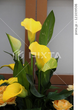 黄色いカラー 黄色いカラー 121039506