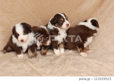 Four puppies are standing on a tan blanket 121039523