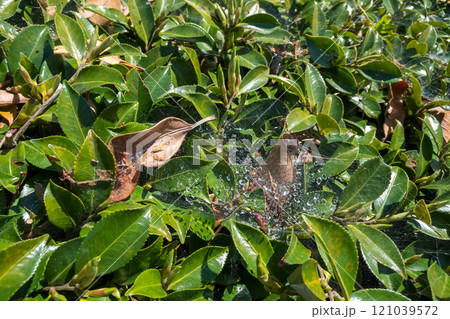 生垣に蜘蛛の巣 121039572