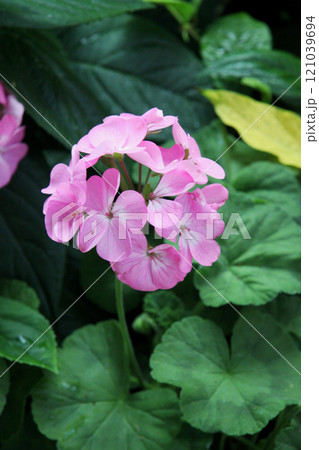 ゼラニューム ゼラニューム 121039694