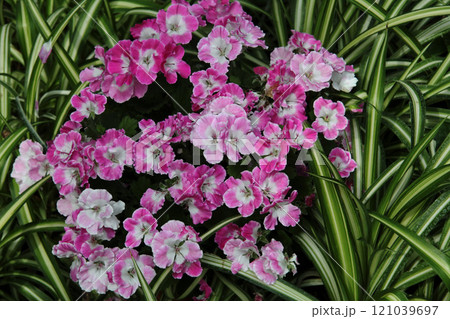 ペラルゴニューム 121039697