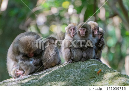 ヤクザルの群れ　毛づくろい　世界自然遺産屋久島(秋 121039716