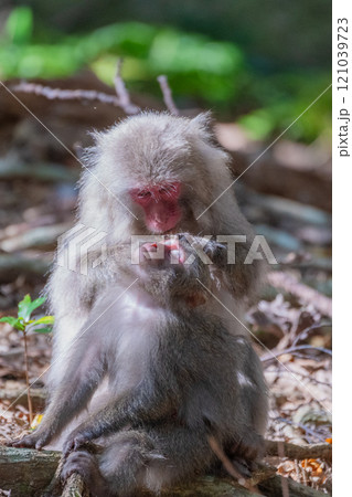 ヤクザル 毛づくろい 世界自然遺産屋久島(秋 ヤクザル 毛づくろい 世界自然遺産屋久島(秋 121039723