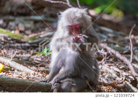 ヤクザル　毛づくろい　世界自然遺産屋久島(秋 121039724
