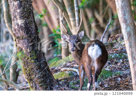 ヤクシカの雄　警戒　世界自然遺産屋久島(秋 121040099