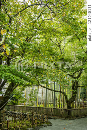 伊豆修善寺 修禅寺 竹林 静岡県伊豆市 伊豆修善寺 修禅寺 竹林 静岡県伊豆市 121040151