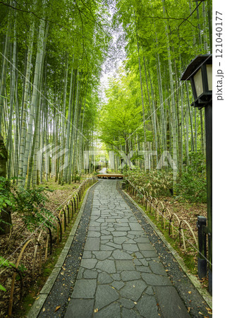 伊豆修善寺　竹林の小径　静岡県伊豆市 121040177