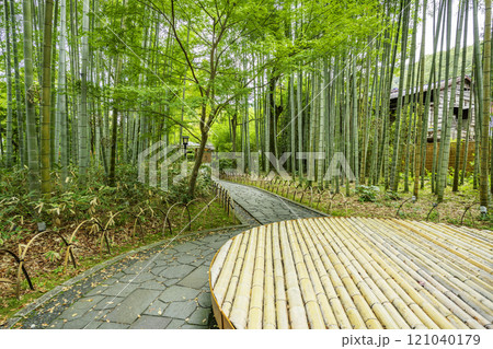 伊豆修善寺　竹林の小径　静岡県伊豆市 121040179