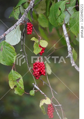 秋の鮮やかな赤実・朝鮮五味子 121040221