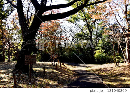 横浜市　久良岐公園雑木の広場 121040269