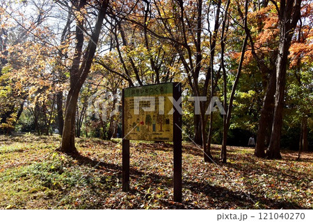 横浜市 久良岐公園雑木の広場 横浜市 久良岐公園雑木の広場 121040270