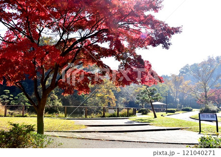 横浜市 久良岐公園日本庭園の大池と紅葉と散策路 横浜市 久良岐公園日本庭園の大池と紅葉と散策路 121040271