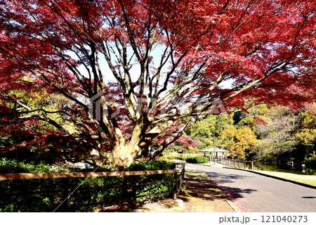 横浜市 久良岐公園日本庭園の大池と紅葉と散策路 横浜市 久良岐公園日本庭園の大池と紅葉と散策路 121040273