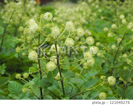 ウドの花 121040278