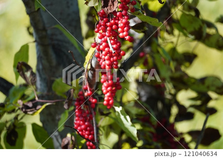 秋の鮮やかな赤実・朝鮮五味子 秋の鮮やかな赤実・朝鮮五味子 121040634