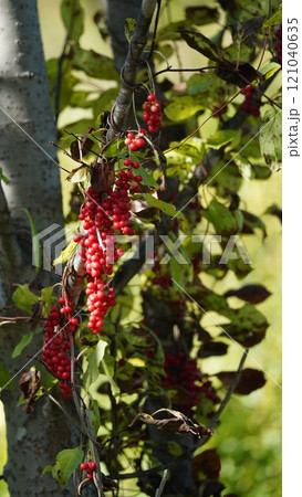 秋の鮮やかな赤実・朝鮮五味子 121040635