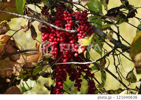 秋の鮮やかな赤実・朝鮮五味子 秋の鮮やかな赤実・朝鮮五味子 121040636