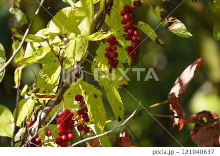 秋の鮮やかな赤実・朝鮮五味子 秋の鮮やかな赤実・朝鮮五味子 121040637