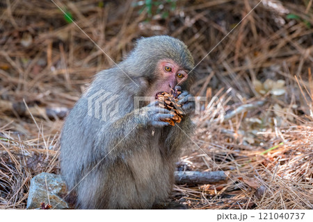 ヤクザル 採餌中 世界自然遺産屋久島(冬 ヤクザル 採餌中 世界自然遺産屋久島(冬 121040737