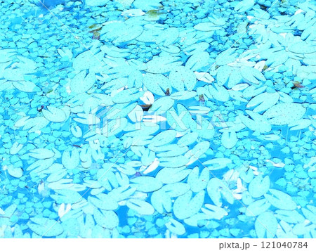水面に浮かぶ水草の複雑な紋様 水面に浮かぶ水草の複雑な紋様 121040784