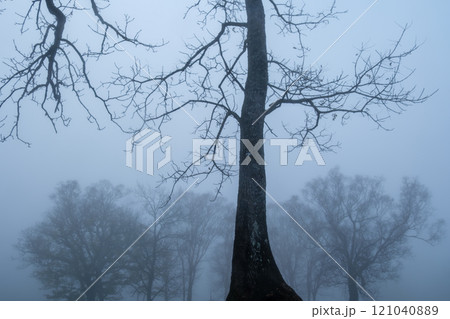 漂う朝霧 漂う朝霧 121040889