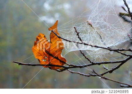 落ち葉とクモの巣 落ち葉とクモの巣 121040895
