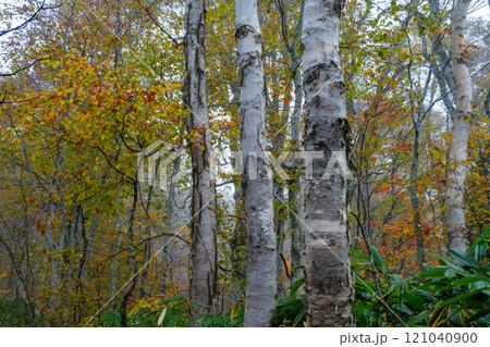 白樺林の紅葉 白樺林の紅葉 121040900