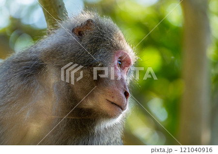 ヤクザル　くつろぐ　世界自然遺産屋久島(冬 121040916