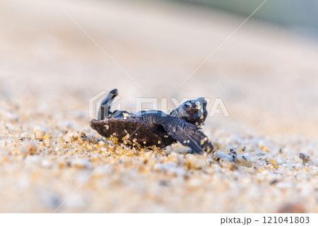 海亀の赤ちゃん 　ひっくり返る　永田いなか浜屋久島(夏 121041803