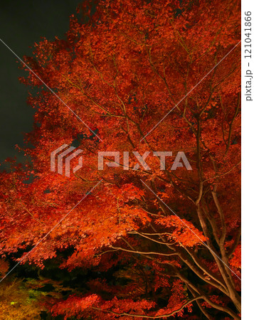 ライトアップされた美しい紅葉　 自然風景（2024年12月） 121041866