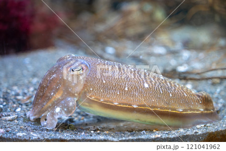 コウイカ　イカ類　スミイカ 121041962