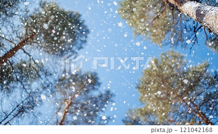 Stunning Winter Scene: Snow-Covered Forest With Softly Falling Snowflakes Under A Clear Blue Sky In Wide Panoramic View. 121042168