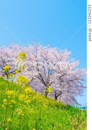 桜と菜の花(大河津分水桜並木にて) 桜と菜の花(大河津分水桜並木にて) 121042255