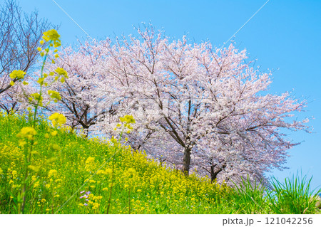 桜と菜の花(大河津分水桜並木にて) 桜と菜の花(大河津分水桜並木にて) 121042256