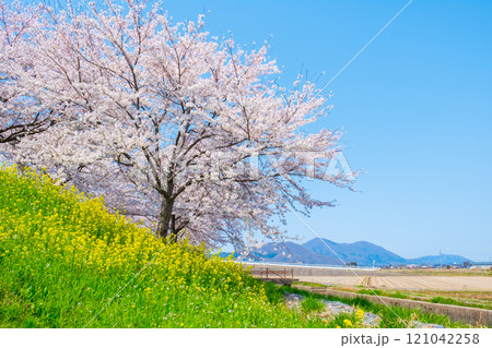 大河津分水桜並木と弥彦山 大河津分水桜並木と弥彦山 121042258