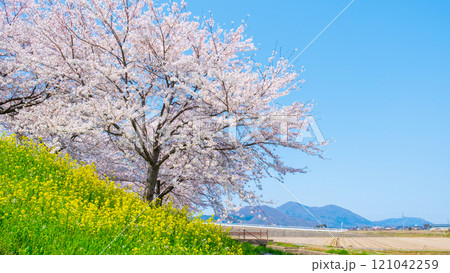 大河津分水桜並木と弥彦山 大河津分水桜並木と弥彦山 121042259